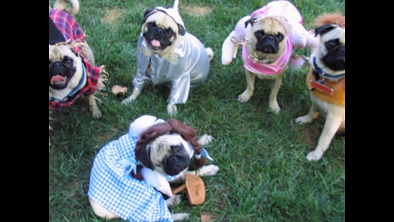 Pugs in costumes