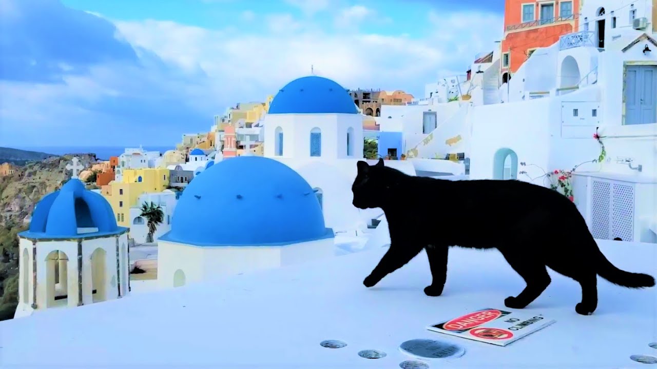 Santorini Cats - Feeding and petting random stray cats in Oia Santorini, Greece.