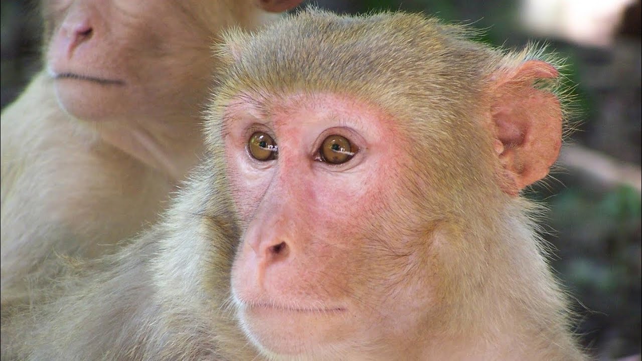 🐒🐒🐒🐒