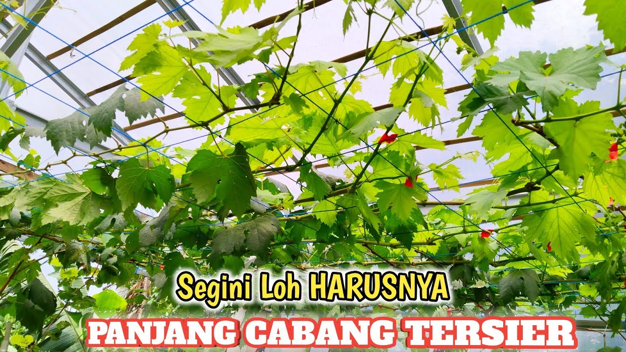 Andai Tau Dari Dulu❓Panjang Cabang Tersier Ternyata Harus Segini‼️