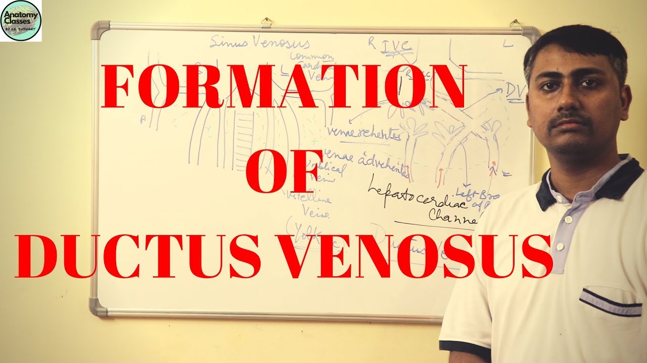 Formation of Ductus venosus