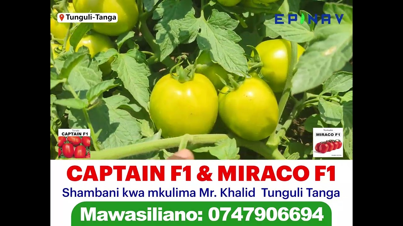 MBEGU YA NYANYA CAPTAIN F1 & MORACO F1 ZIMELIMWA KWA PAMOJA TUNGULI TANGA
