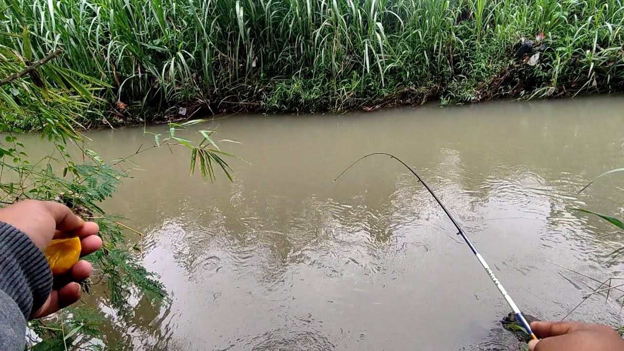 Berotan ikan ini bikin ketagihan bro‼️