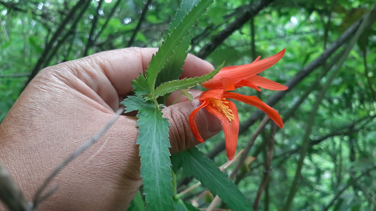 Begonia boliviensis en su habitad natural - flora argentina - plantas silvestres - wild begonia