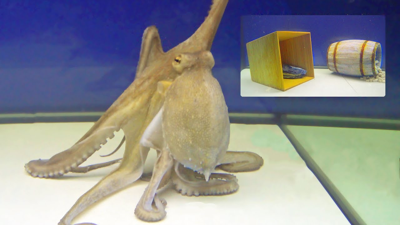 Octopus With a Big Dilemma - Behavior Observation Test