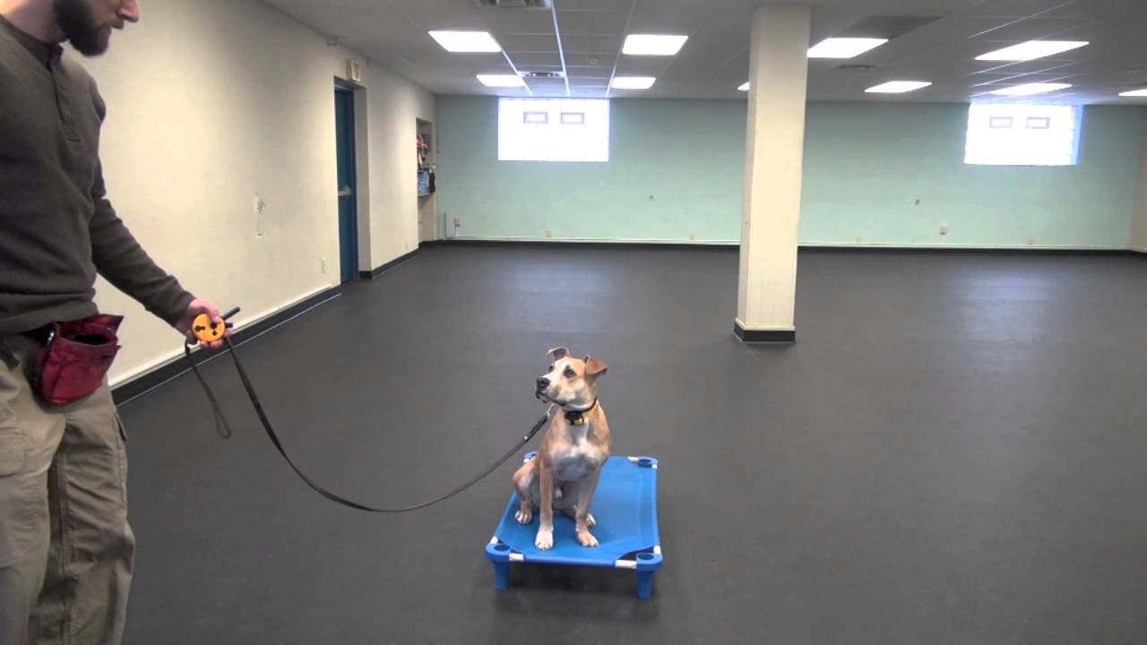 Training The Place Command, Adding The Remote Collar | Tyler Muto Dogmanship