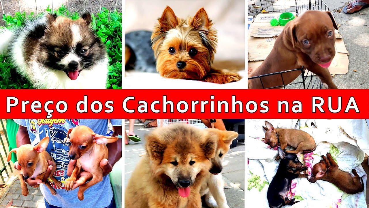 Preço de Filhotes de cachorro na rua 21/12 #filhotesdecachorros #cachorroderaca #feira