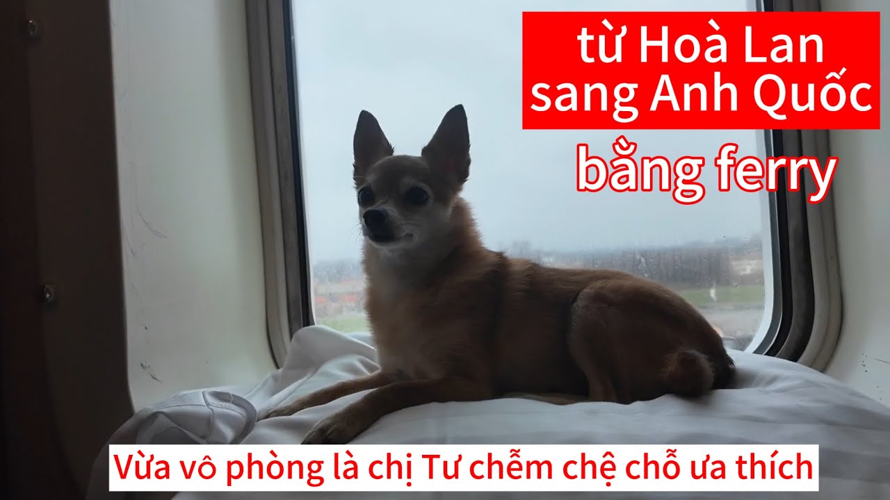 Dẫn cún cưng theo , đi bằng ferry là tiện nhất | Ánh Nguyệt cuộc sống Hà Lan