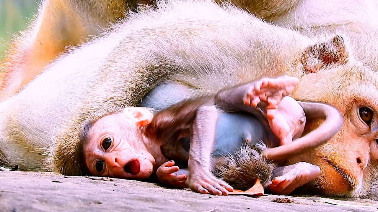 Look so funny &ldquo;Baby monkey &ldquo;