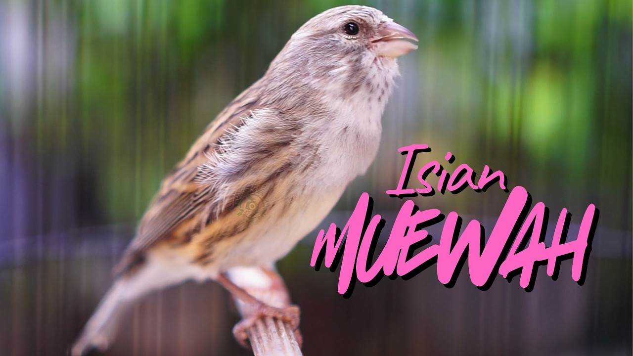MATERI ISIAN MEWAH JUWARA - MASTERAN KENARI ISIAN BLACKTHROAT GACOR SUARA JERNIH IDAMAN JURI