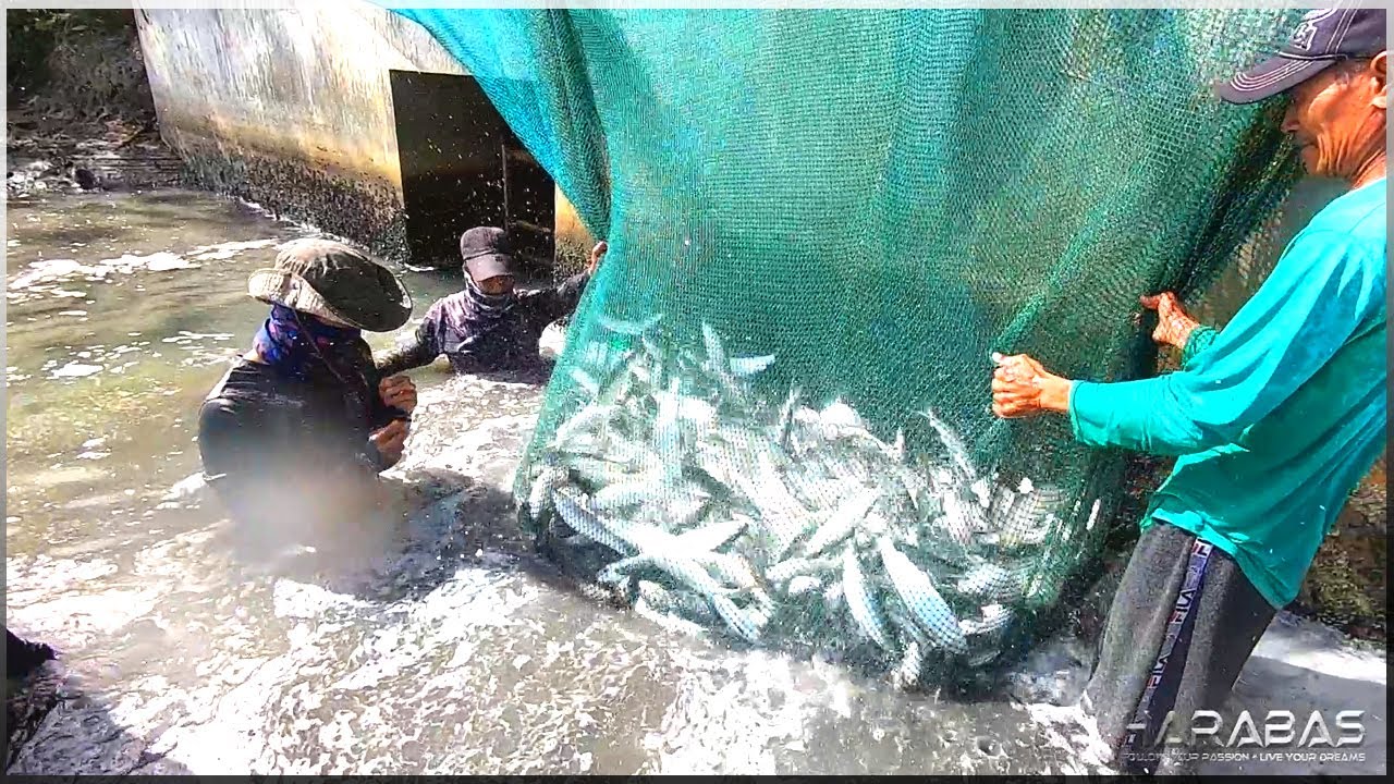 EP480-Part 1 - Pag-ani ng Bangus | Occ. Mindoro