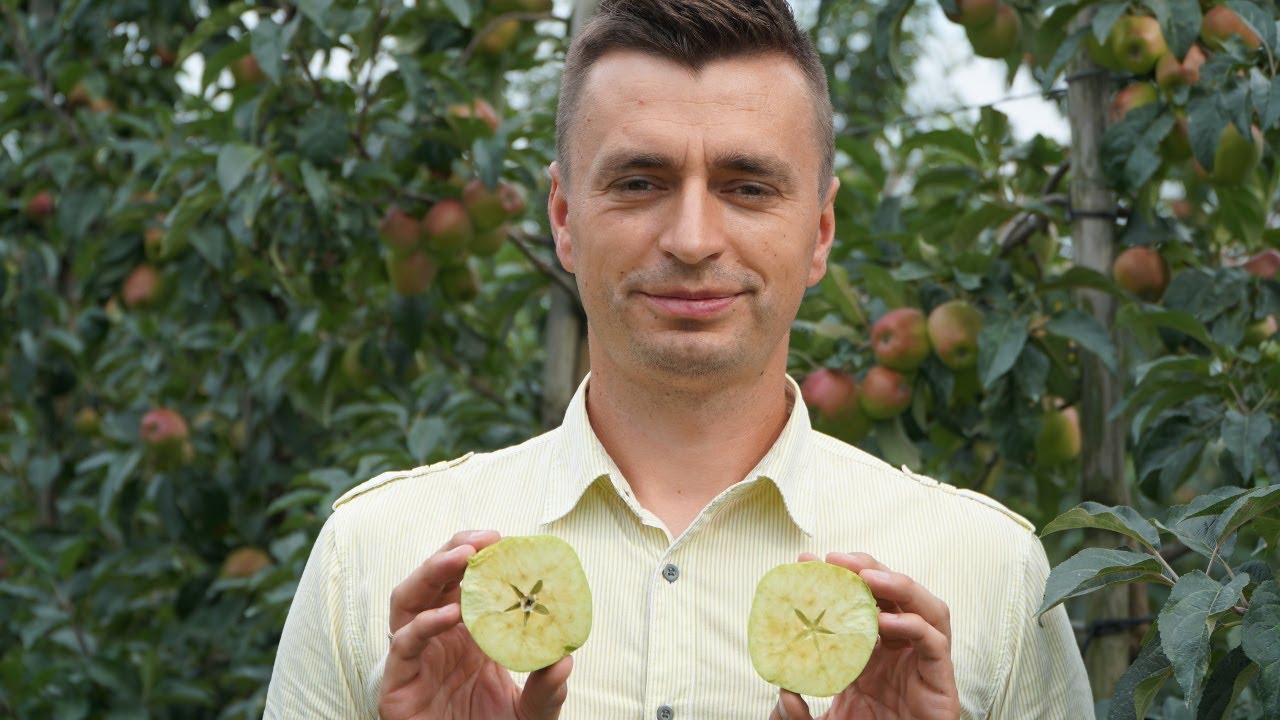 # 6 Wzrost zawiązków w sadzie Łukasza Dobrosza - 03.08.2020