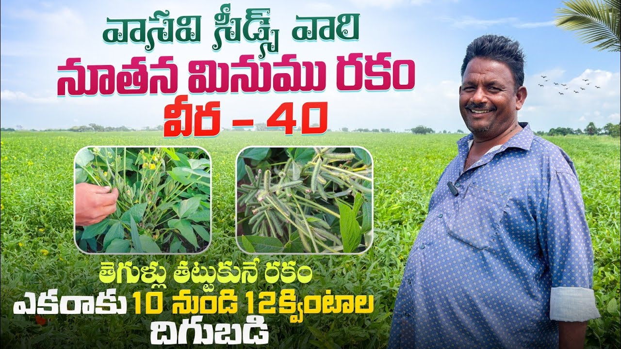  గుత్తులుగా కాయలు పూత Vasavi Seeds black gram variety Vera 40 cultivation Raithannaki thoduga 