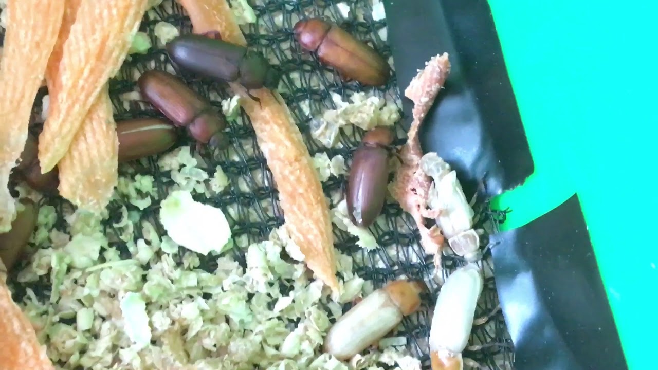 麵包蟲繁殖紀錄（ㄧ）