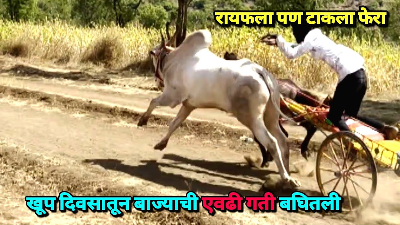 खूप दिवसातून बाज्याची एवढी गती बघितली 🥰 रायफला पण टाकला फेरा  |Bailgada Sharyat |