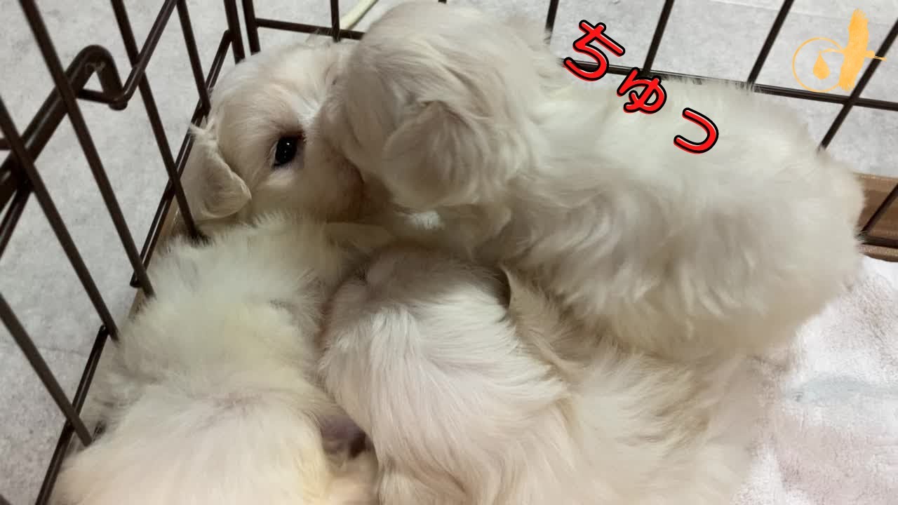 マルチーズの赤ちゃん！ブリーダー直販は子犬の兄妹や親に会えるかも！【大阪府八尾市山本町山田まゆみブリーダーの紹介】
