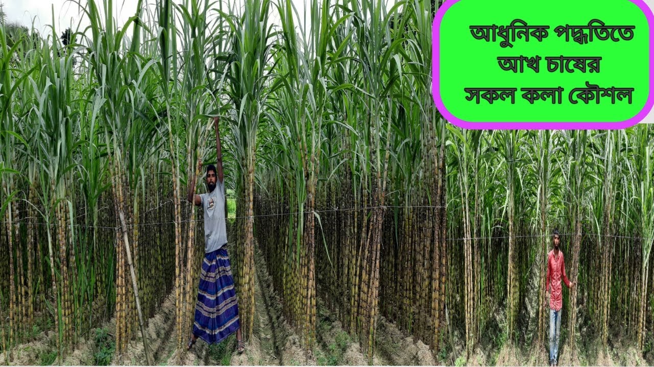 আখ চাষে তরুন কৃষক মুস্তফা কবিরের সফলতা । Sugarcane production technology । আখ চাষ পদ্ধতি।