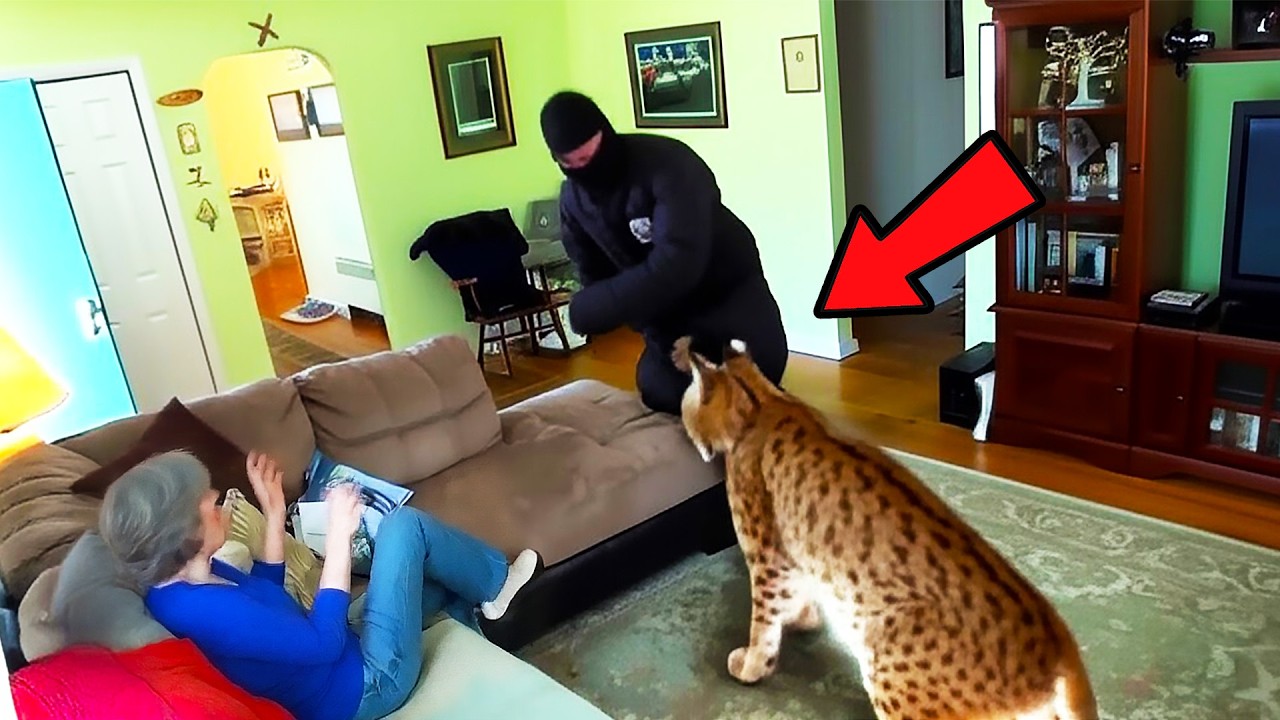 Intruder Thought She Was Home Alone, Until the Bobcat Took Him Down! He Picked the Wrong House