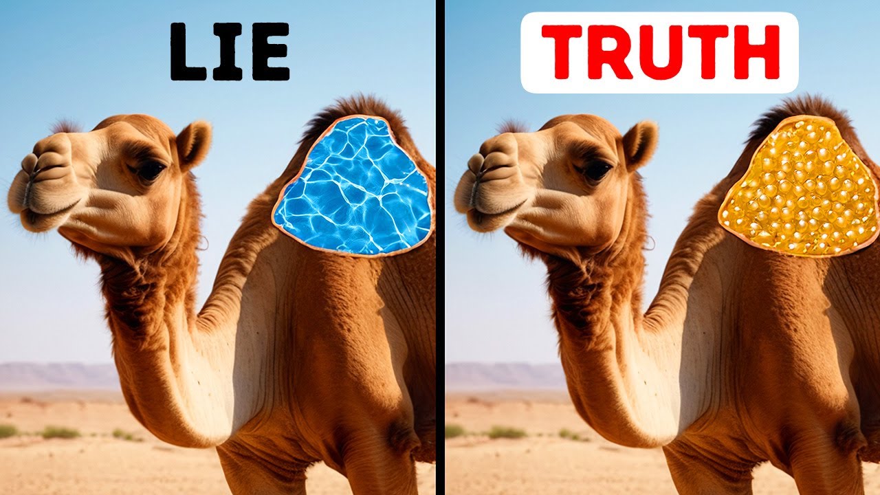 Camels don't store water in humps // 50+ Animal Facts No One Told Us During Biology Class