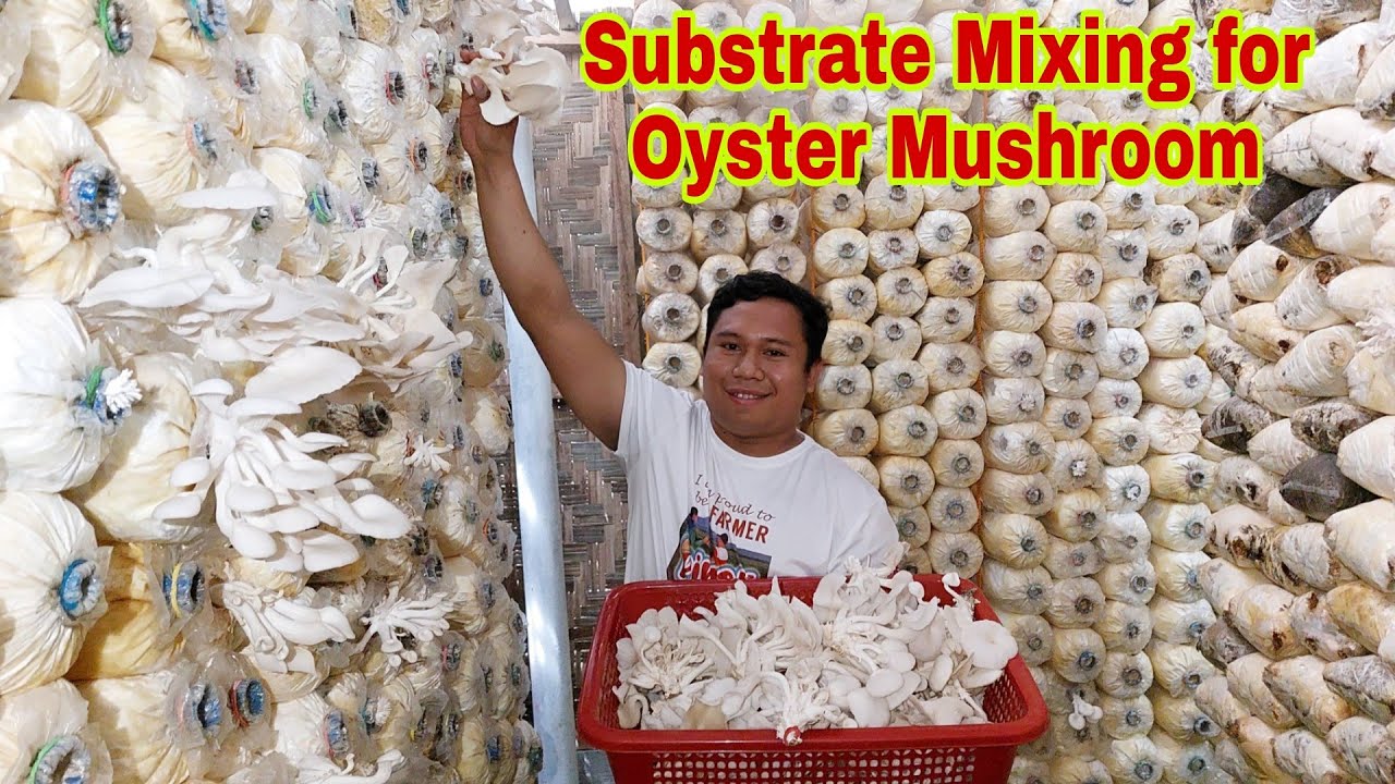 Engineer Mas Malaki pa ang Kinikita  sa Oyster Mushroom-Part 2 (Substrate Mixing)