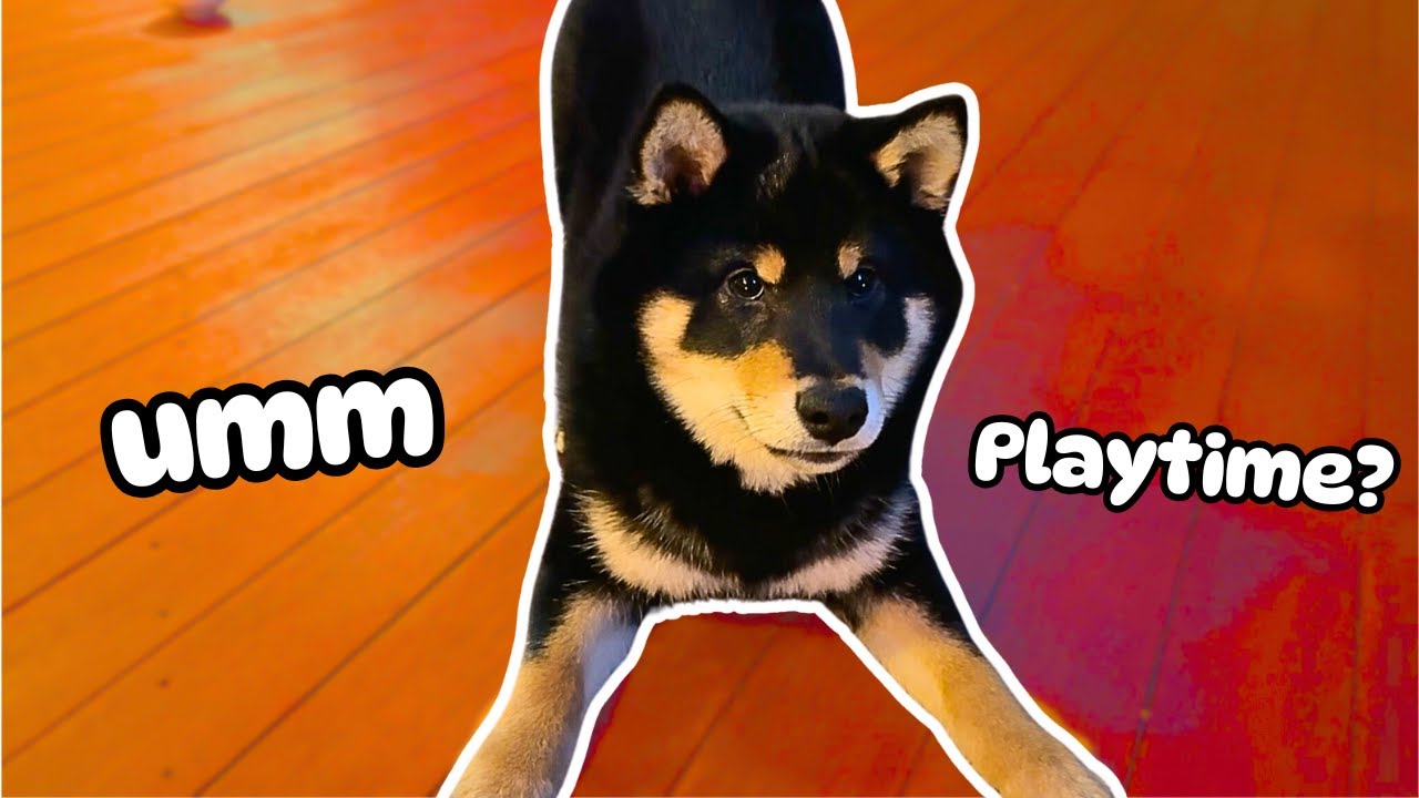 Shiba Inu Puppy reacts to his First Storm (Cuteness Overload!)