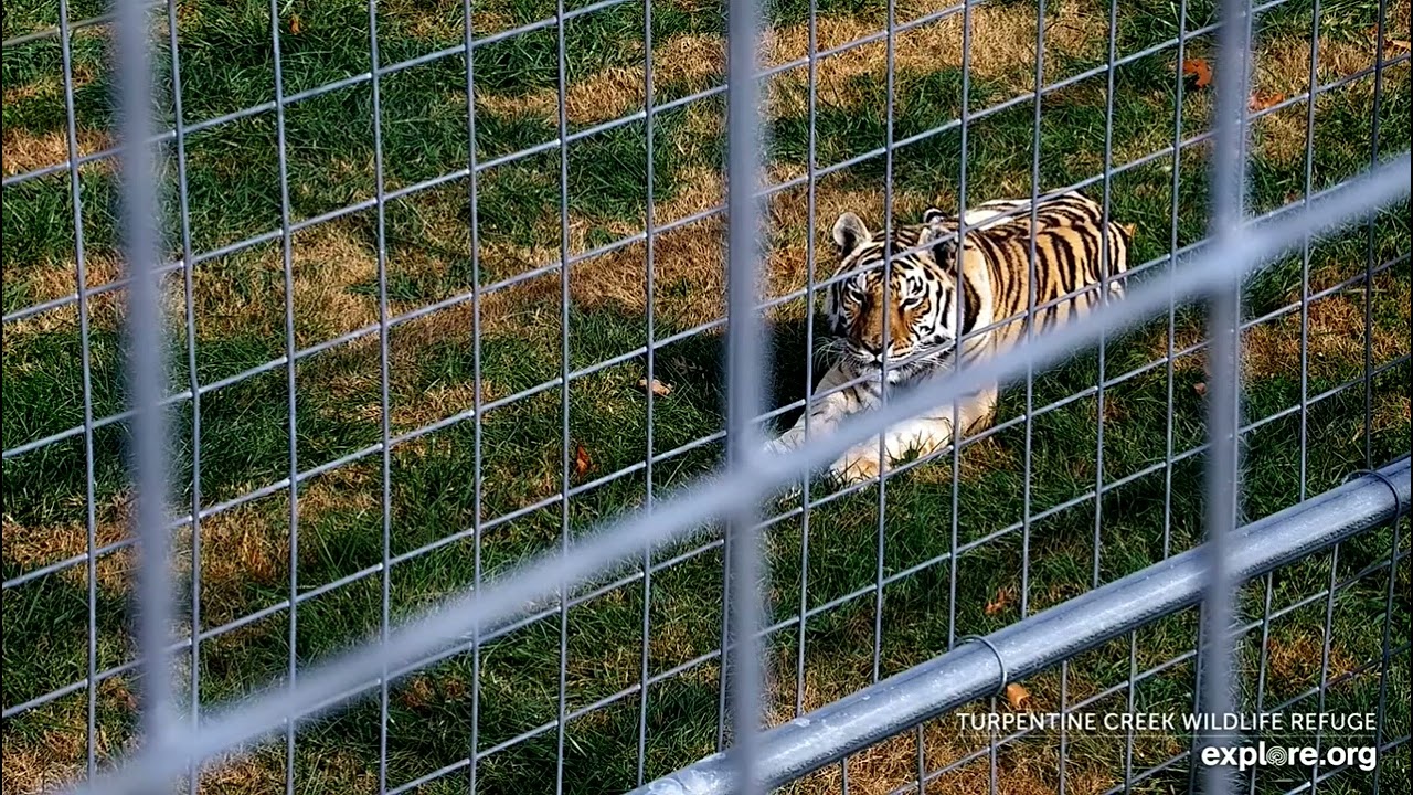 Jasmine 3 gets her thanksgiving turkey ! Sorry about all the wire, her camera isn't working.