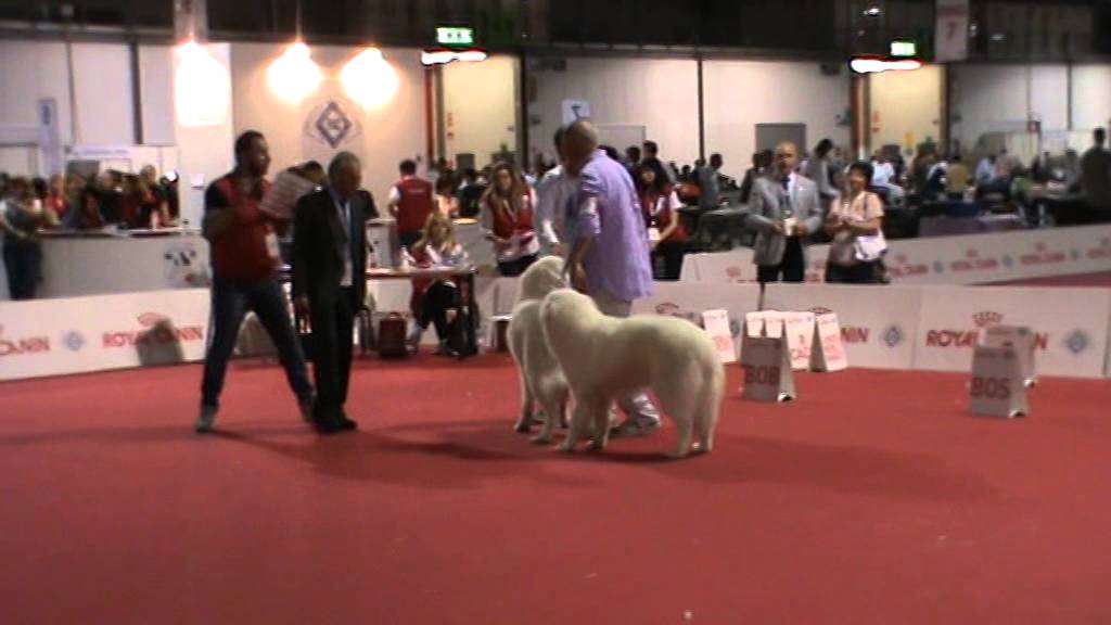 WORLD DOG SHOW 2015 BOB & BOS Pastore Maremmano Abruzzese