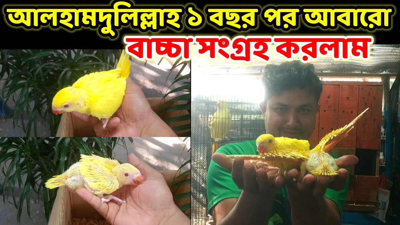 হলুদ টিয়া পাখির ১ বছর পর আবারো বাচ্চা পেলাম || yellow parrot baby || Birds of village