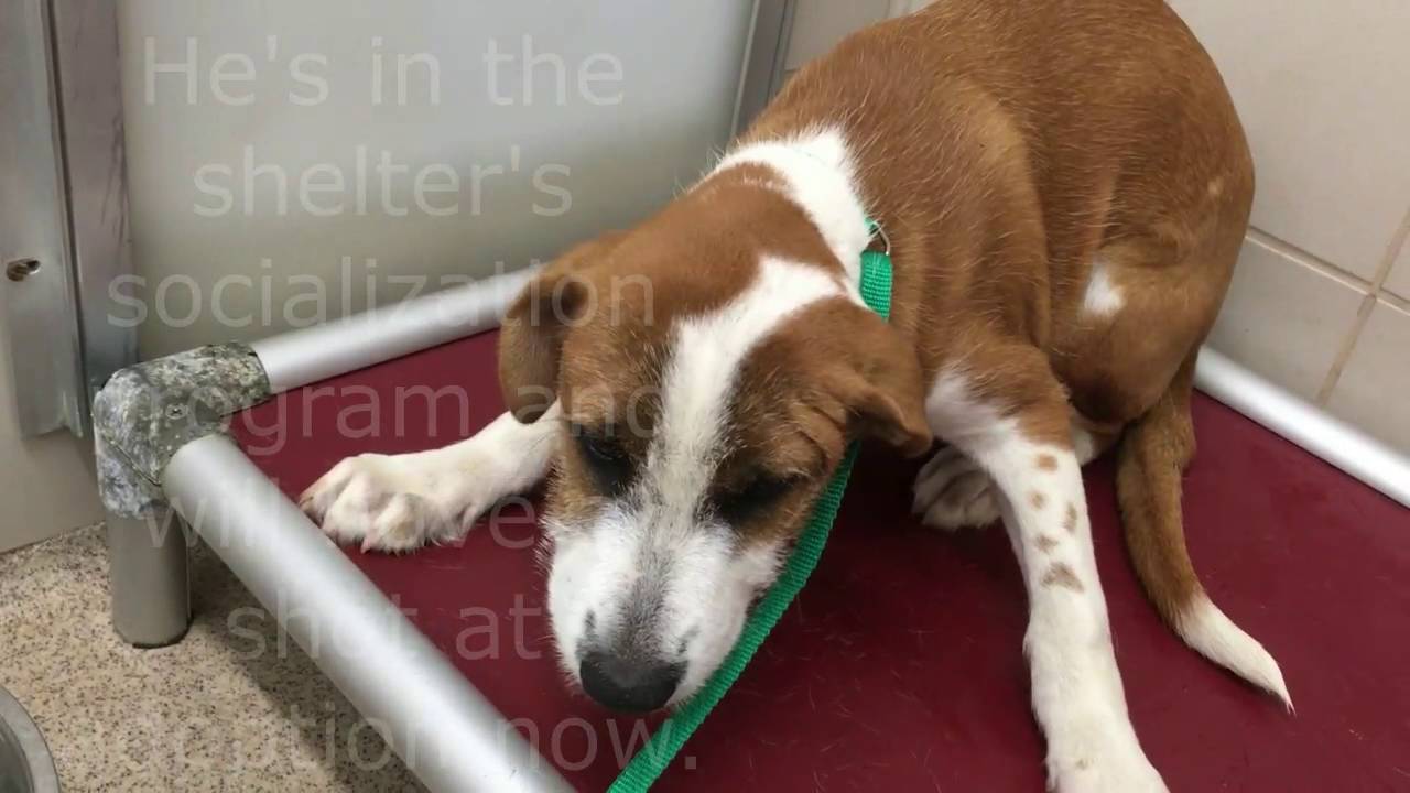 Scared pup at the shelter