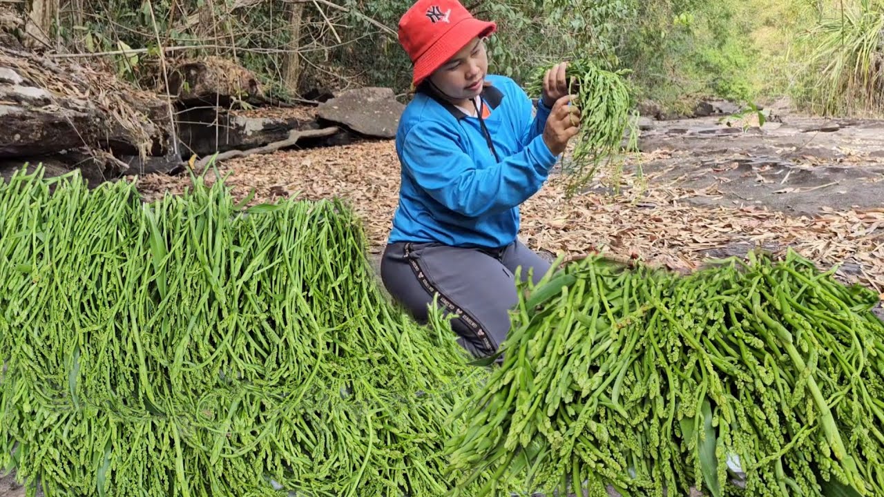 วันนี้หมานสุดๆมีแต่ยอดสวยๆ​ อวบๆงามๆ​ ผักป่ารสชาติ​ดี​ ผักคอนแคน​ ผักป่าธรรมชาติ​18ก.พ.69