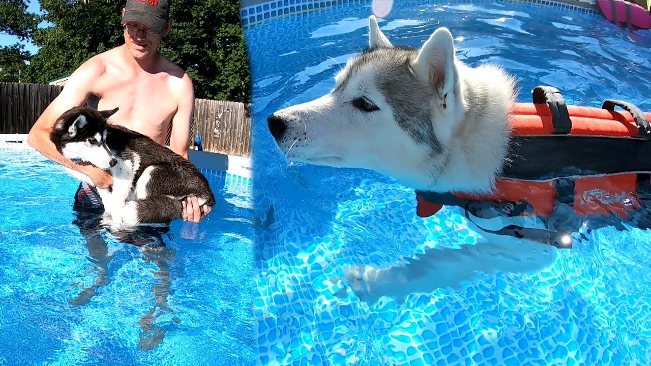 Huskies Swimming in their Own Pool