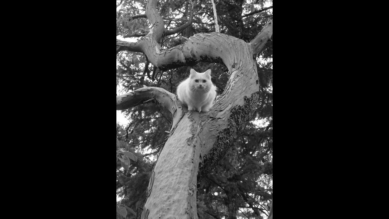 Cat Communication - What are They Telling Us?
