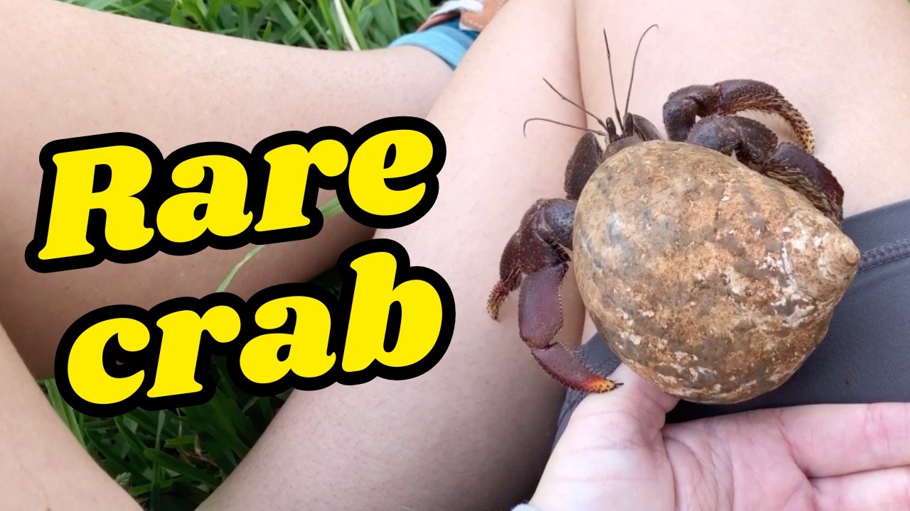 Meeting a land hermit crab - Bermuda 🦀🐚