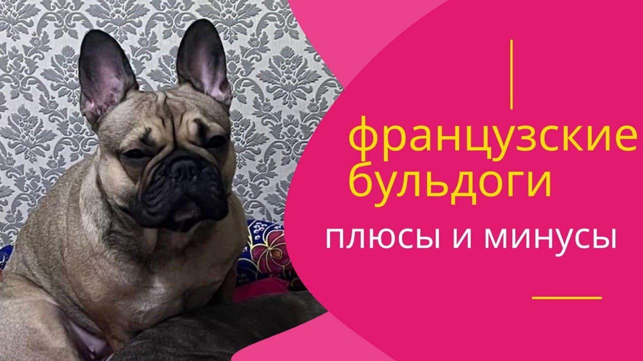 ФРАНЦУЗСКИЕ БУЛЬДОГИ: ПЛЮСЫ И МИНУСЫ, ВСЕ ПРО ВОСПИТАНИЕ И ПРОБЛЕМЫ