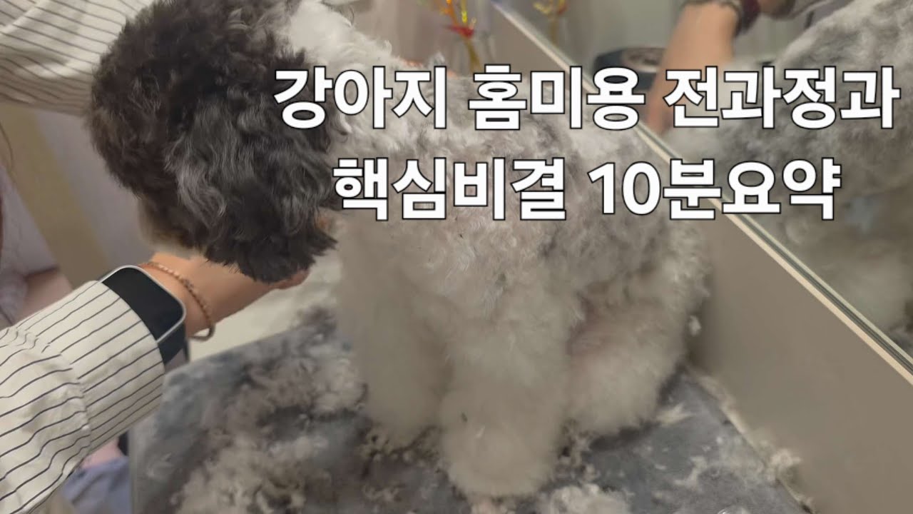강아지 홈미용 전과정과 핵심비결 10분 요약(feat. 입양한 강아지와)  #강아지미용 #푸들 