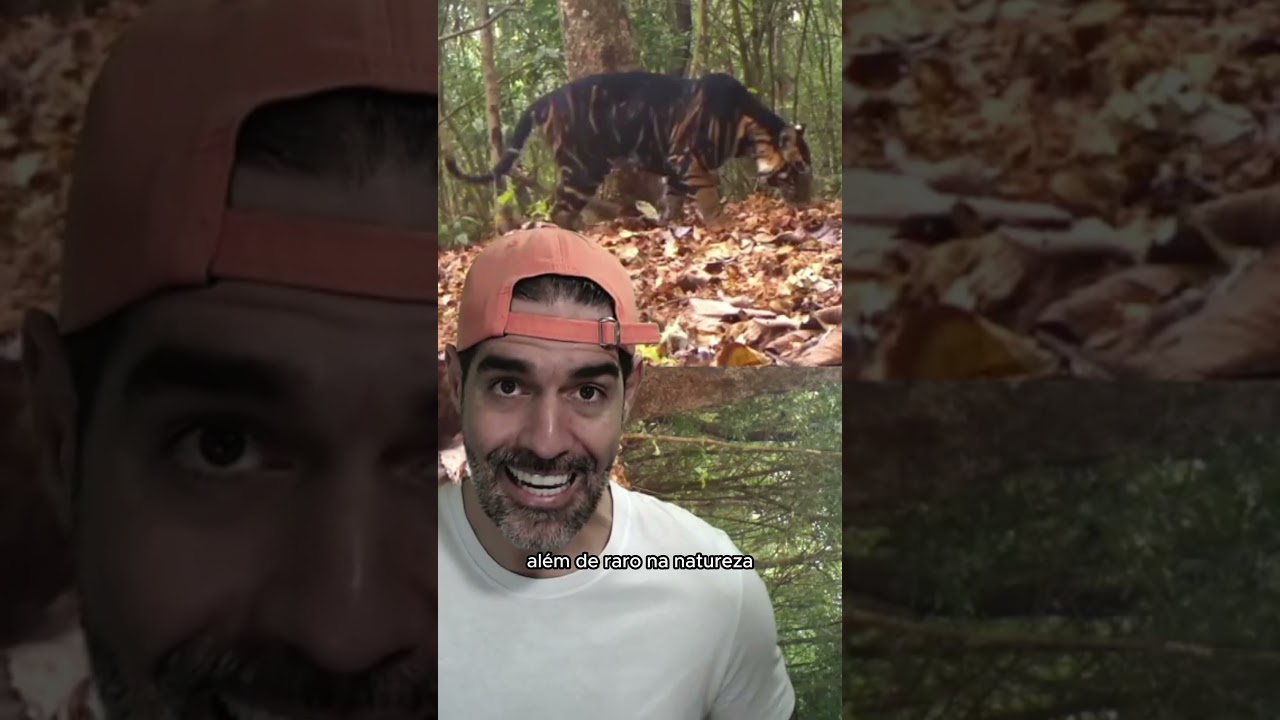 O TIGRE MAIS LINDO QUE EU J&Aacute; VI | Pidobiologia #shorts
