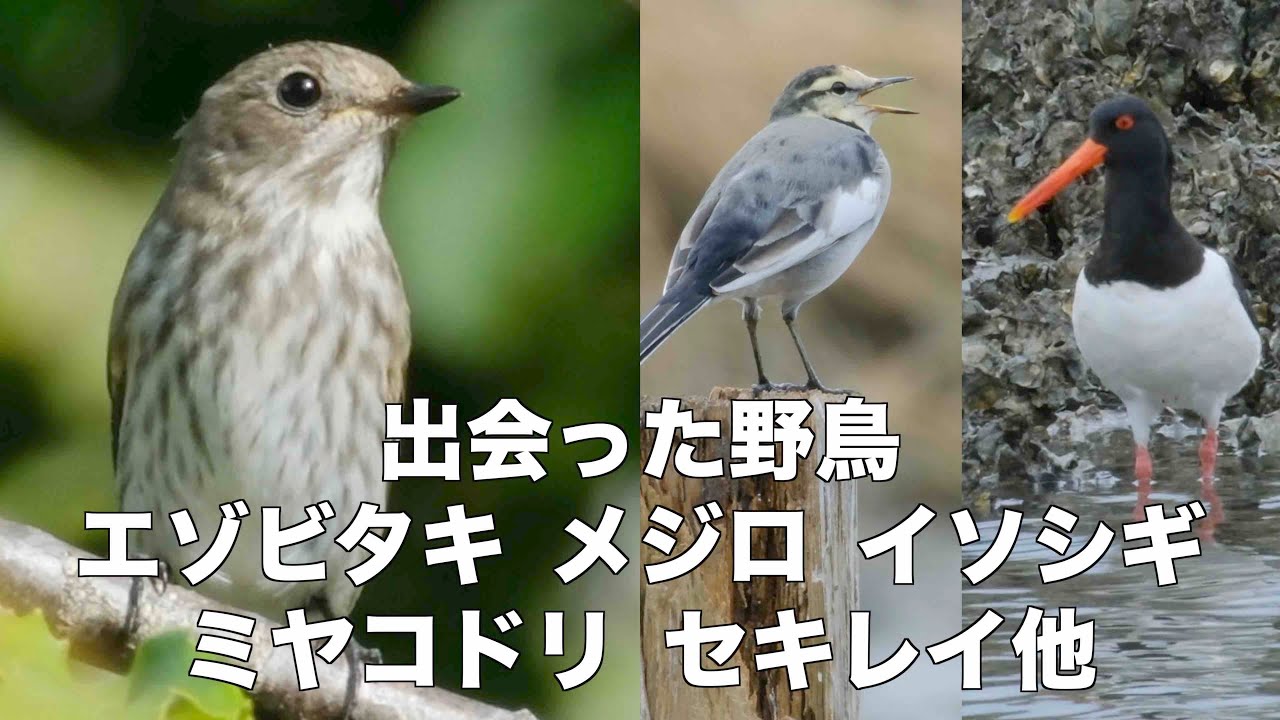 9月30日 渡りの野鳥探し 葛西臨海公園を一周