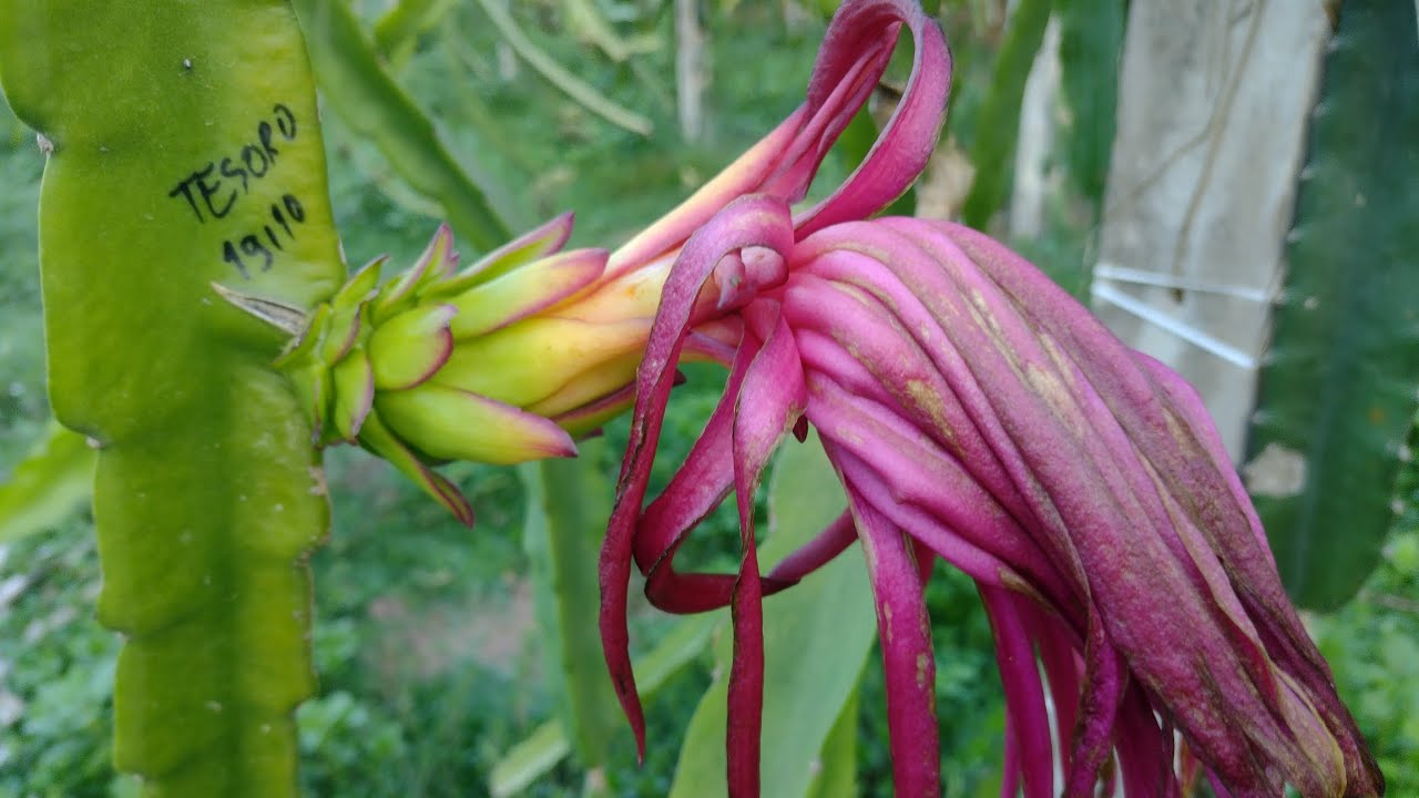 PITAYA! SUPER DICA DE POLINIZA&Ccedil;&Atilde;O CRUZADA NAS VARIEDADES MARMEL 08 E BRUNI! #dragonfruit #pitahaya