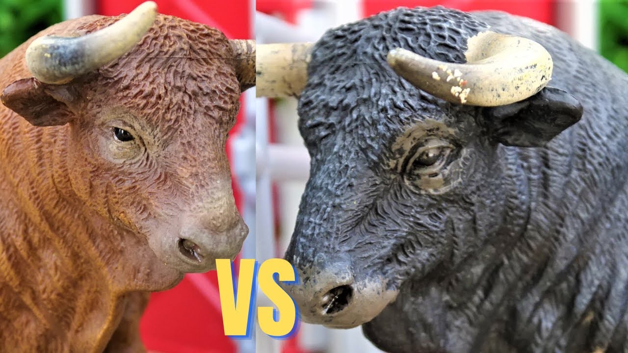 Bull Fight/ Stop Motion/ Toros/ Bulls/ Touros