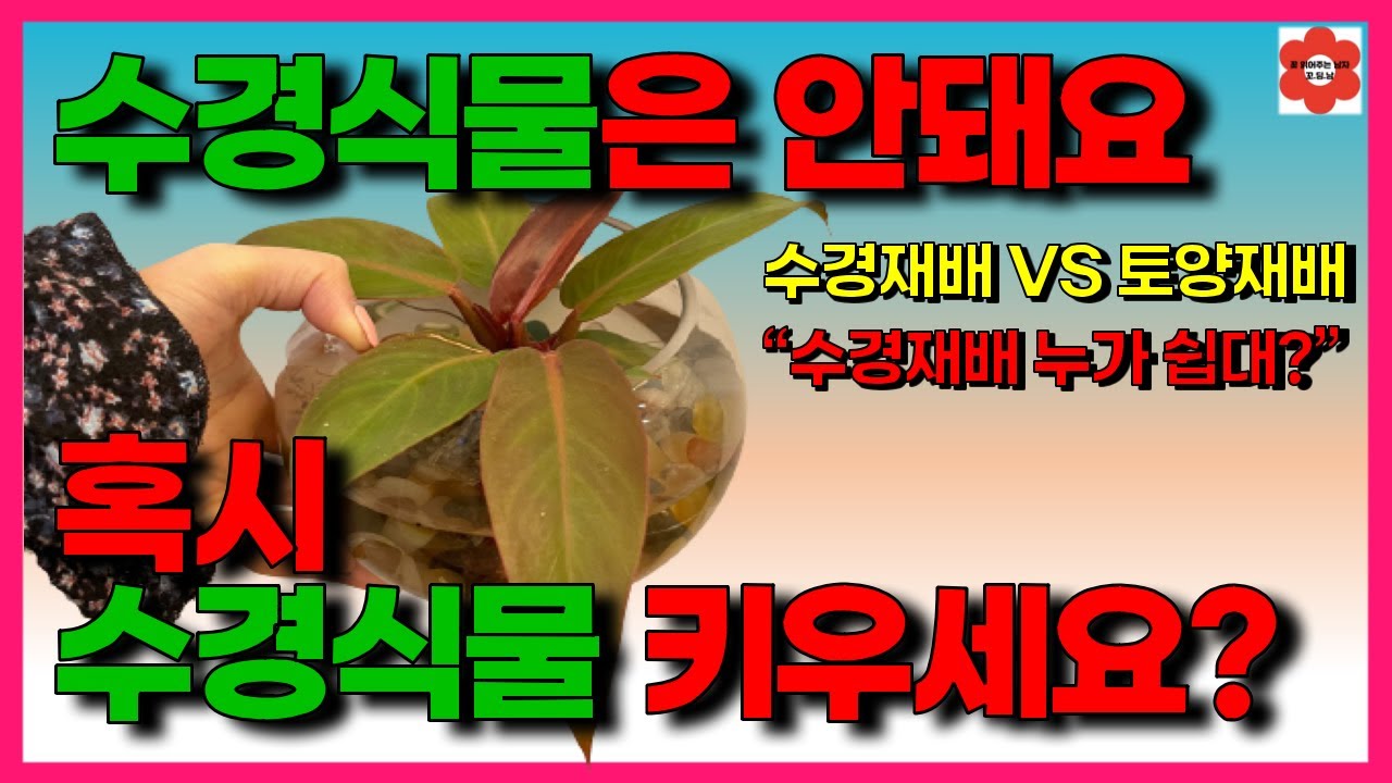 수경재배 하지 마세요 그냥 / 수경식물은 반드시 '이걸' 알고 키우세요 / 수경재배식물 모든것