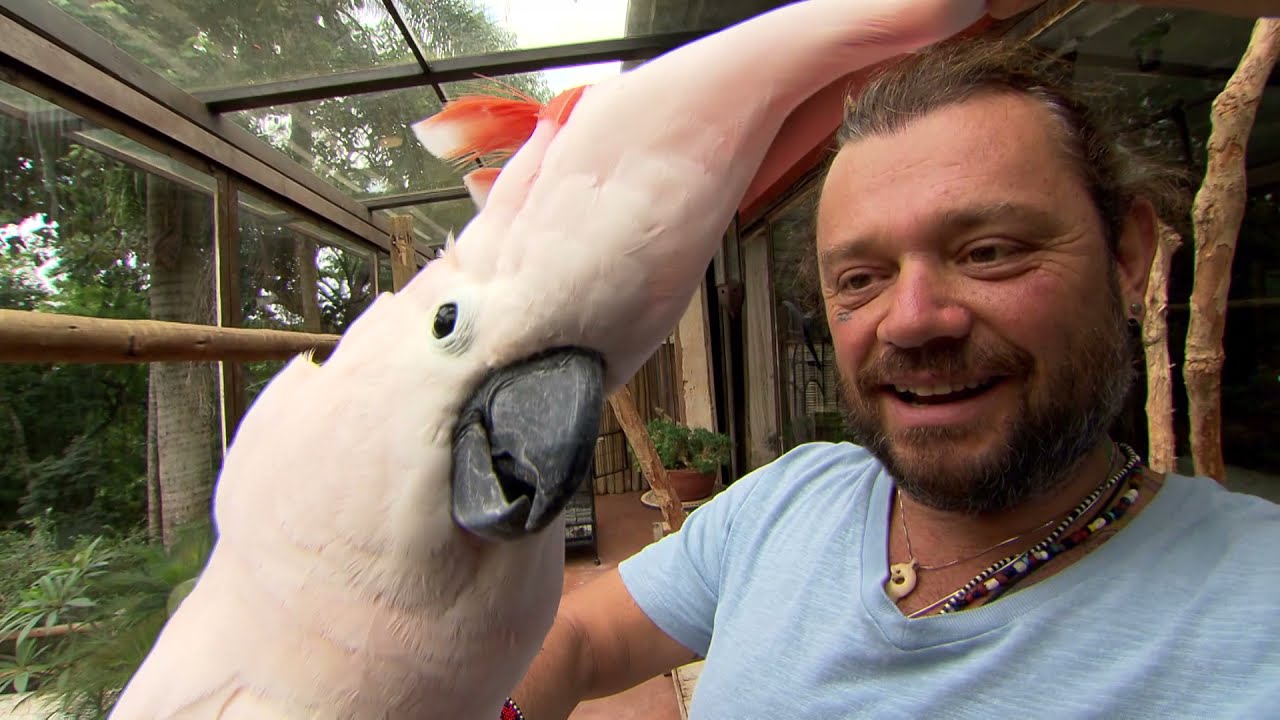 UMA CACATUA MUITO LOUCA,  UM TUCANO RESMUNGÃO E A ARARA AZUL MAIS FOFA DO MUNDO | RICHARD RASMUSSEN