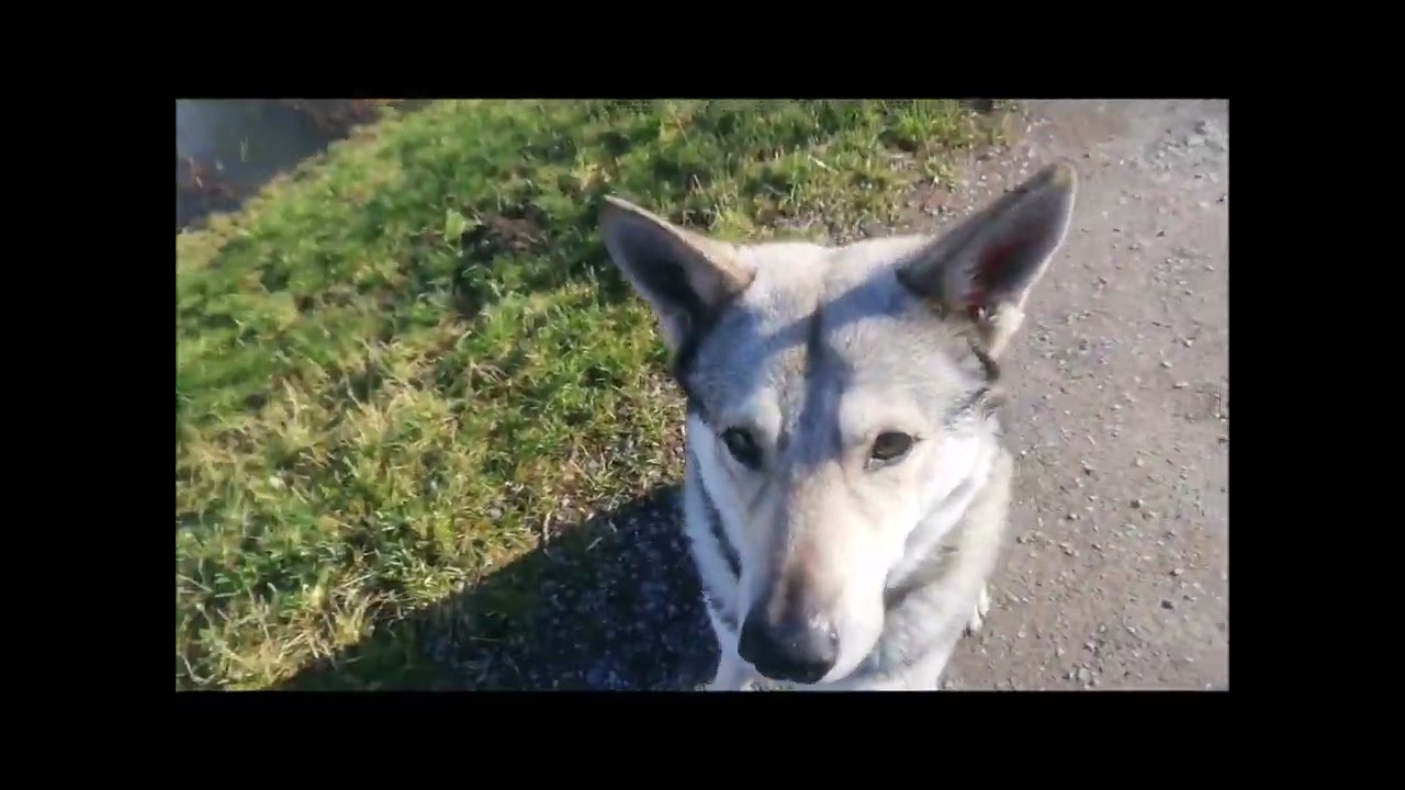 Täglicher Spaziergang mit Saarloos Wolfhund , Führen und Folgen und jede Menge Spaß