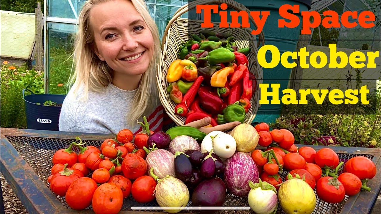 Huge OCTOBER Harvest From a TINY Space! Allotment UK | Organic | No Dig Garden