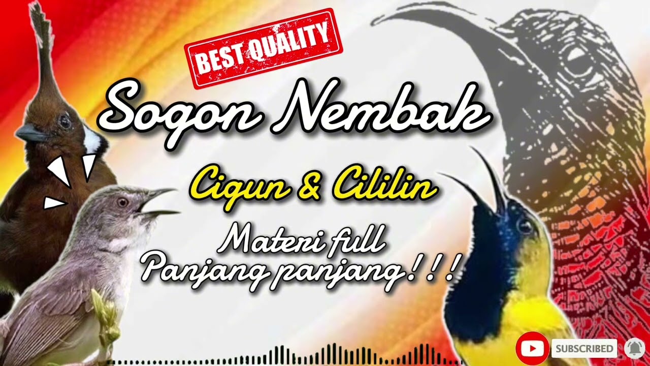 SOGON NEMBAK CIGUN DAN CILILIN | MATERI FULL PANJANG PANJANG!! #sogon #sogongacor #sogokontong