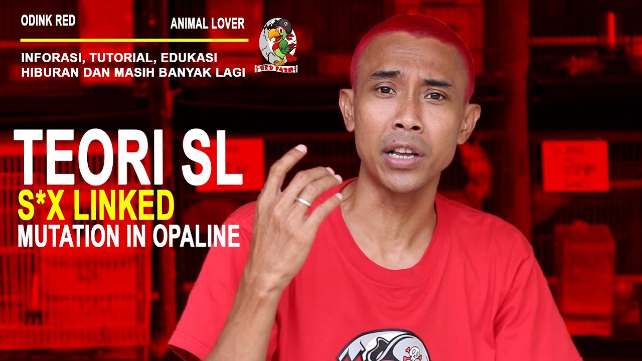 RED FARM # APA ITU TEORI SL ?!!!