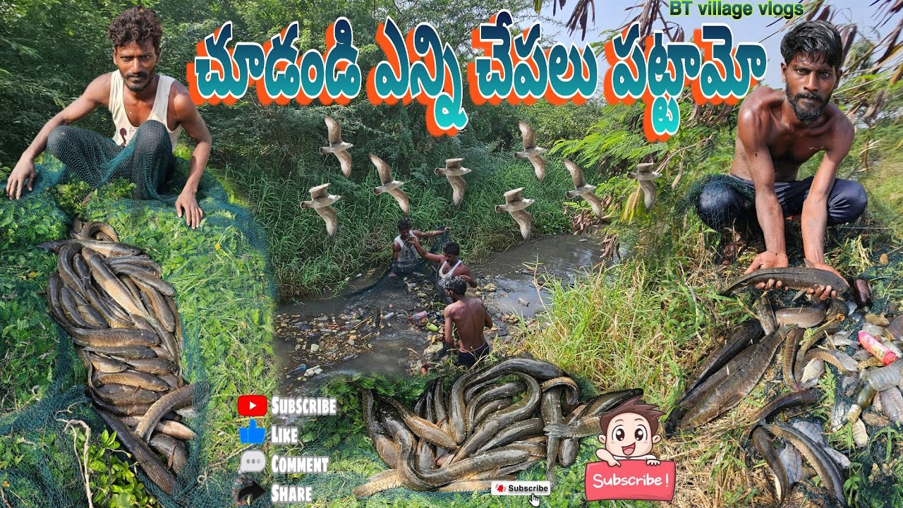  మనకు ఎన్నిచేపలు పడ్డాయో చూడండి#fishing #penumudi #dryfish #riverfishing #koramenu #hunting #village