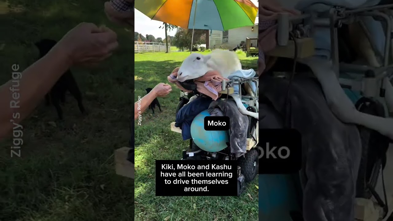 Disabled rescue animals who learnt to use wheelchairs! 🐑