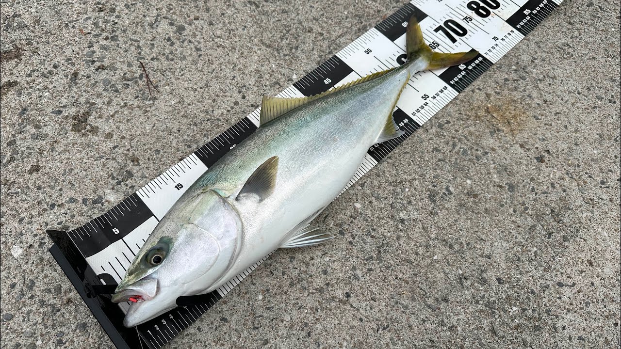 ルアー丸呑み‼︎春のショアジギで良型青物！