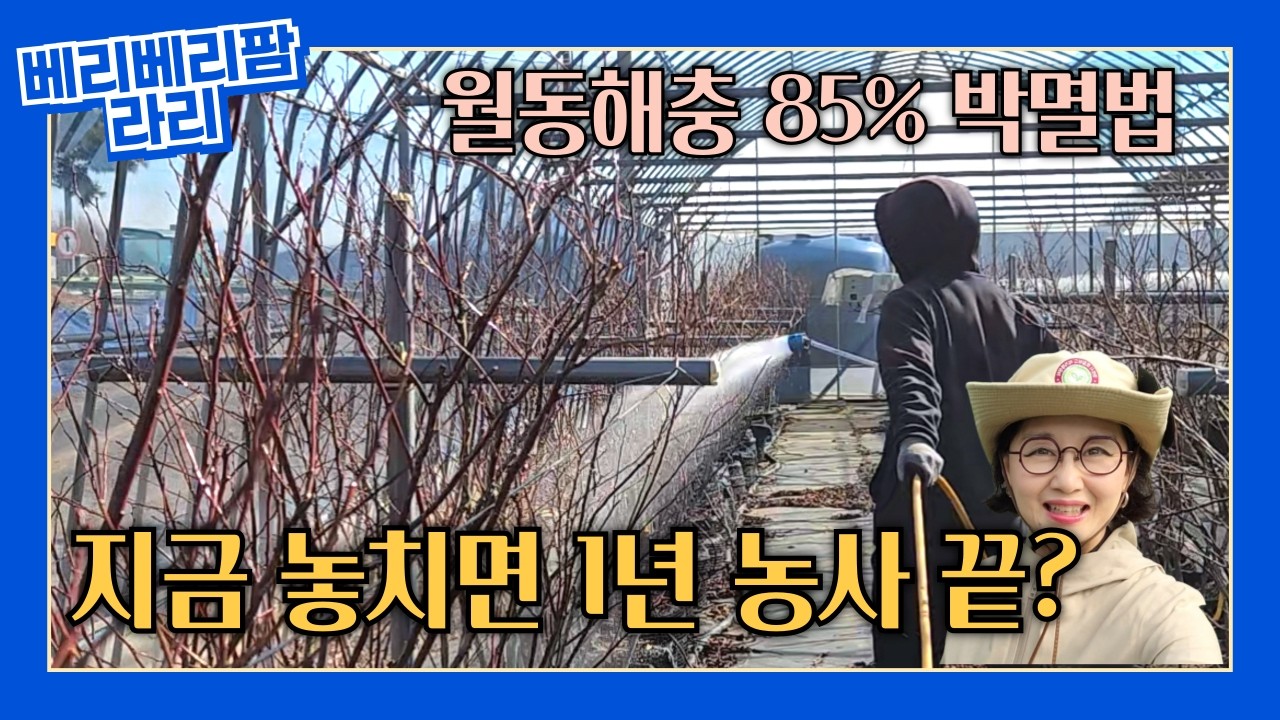 [2026 블루베리] 