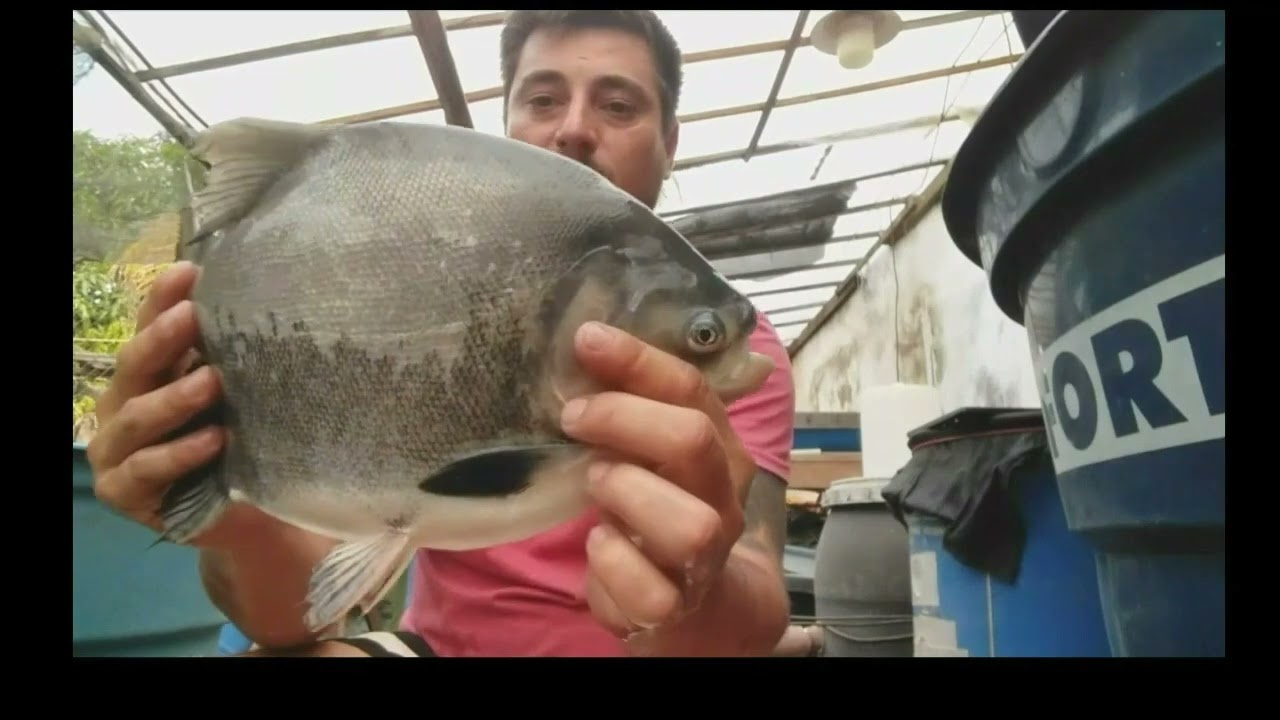 COMO CRIAR TAMBATINGA DESPESCA COM 6 MESES DE CRIAÇÃO